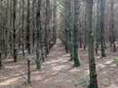Wood area for walking