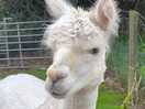 The alpacas!!!