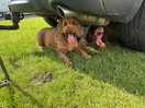 Living a dogs life.