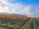 Morning view of the vineyard