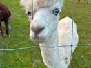 Adorable alpacas