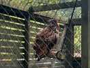 Onsite europien eagle owls , 4 of them
