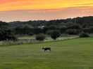 Wildlife visitor