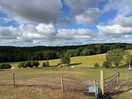 Forrest view