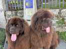 Our boys enjoyed the walks!