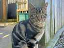 The cutest farm cat