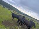 Cows