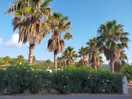 Palmbomen