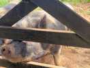 Friendly pigs on site.