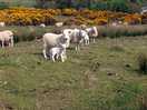 Lovely lambs and mummy's. there were some cows too but they were unfazed by my dog thankfully.
