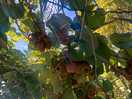 Kiwi trees