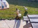 Some ducks was walking around.