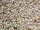 Lots of shells on sandhill beach
