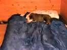 My dad loved the pod slept forever