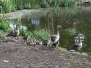 Lots of babies