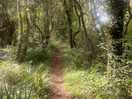 Woodland trails