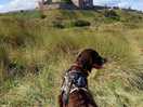 Banburgh castle