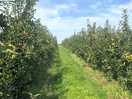 Waking near the fruit trees.
