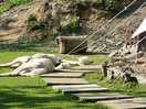 Alpacas aka the boys