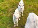 Goats and sheep on the site