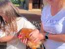 Gorgeous chatty little chicken