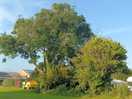 Beautiful trees