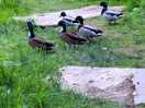 Lakeside ducks