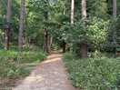 Paths throughout the forest