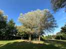 Beautiful silver birch in the recreational area