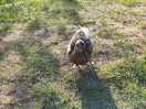 Duck wandering right up to the tent