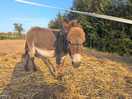On site donkeys