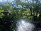 Just beautiful. the sound of the stream right by our van pitch.