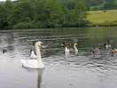 Hissing swans