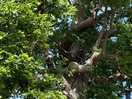 Loud jackdaws chicks nesting here.