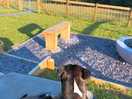 Rocco enjoying a sunny morning looking at the views