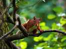 Squirrel in a tree by the hut
