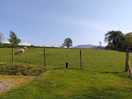Grazing sheep