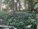 Nearby footpath.