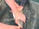 Small carp!