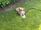 Happy dog #1