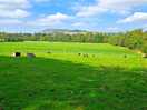 Dog exercise area