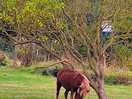 Pony having a back scratch 🤣