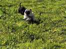 Enjoying the dog field