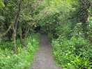 Forrest walk