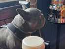 Loves a pint in the wooly