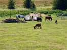 Onsite farm animals which you can take a tour around