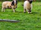 Friendly sheep on walk back from the pub