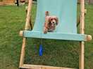 Little dog...massive chair 😁