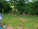 Campsite