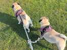 Poppy and pug-a-lug liked their stay.